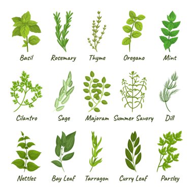 Mutfak bitkisi, fesleğen, kekik, biberiye, maydanoz ve Oregano, nane şekeri, Cilantro, bilge, Marjoram ve Yaz Kurtarıcısı. Dill, Nettles, köri yapraklı Bay Leaf ve Tarhun. Çizgi film Vektör İllüstrasyonu