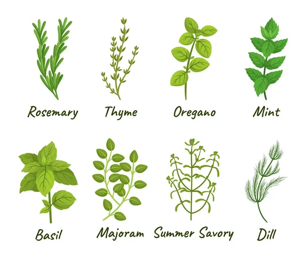 Conjunto Ervas Culinárias Que Consistem Várias Plantas Aromáticas Usadas Para —  Vetores de Stock