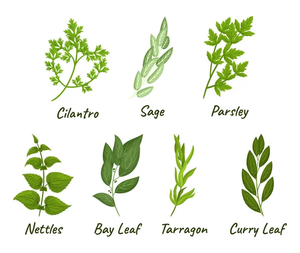 Ensemble Herbes Culinaires Comprend Une Sélection Plantes Aromatiques Aromatiques Utilisées — Image vectorielle