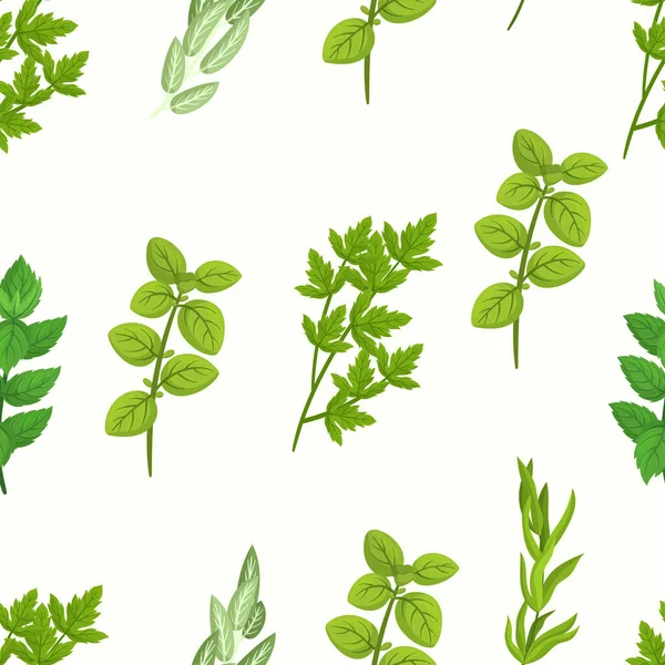 由不同香味植物组成的无缝带烹调草本图案 如罗勒 迷迭香 欧拉加诺 马约兰 卡通矢量图解 — 图库矢量图片