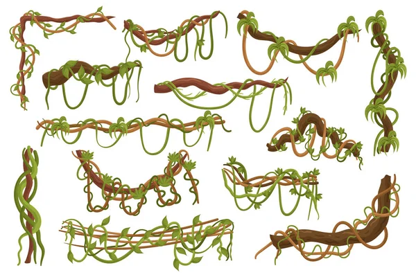 Collection Lianes Vignes Tordues Grimpantes Trouvées Dans Les Forêts Tropicales — Image vectorielle