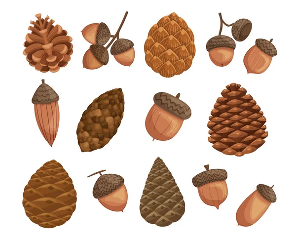 2015 Previously Set Acorns Pine Cones Showcasing Beauty Woodland Treasures — 스톡 벡터