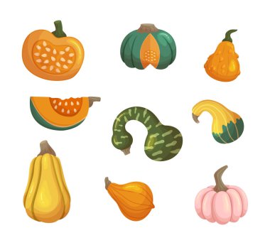 Farklı Balkabakları, Olgun Taze Sebzeler Kalın, Çelişkili Renkler, Çizgiler veya Çeşitli Renkler, Sonbahar Dekoru ve Şenliklerine Canlı Dokunuş. Çizgi film Vektör İllüstrasyonu