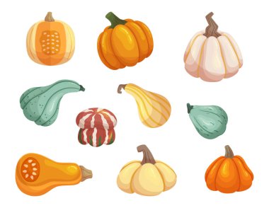 Olgun balkabağı sebzeleri, sonbahar sukabakları Jack fenerlerine oyulabilir, Bulaşıklarda Kullanılabilir, Sonbahar Hasadı Sembolü. Şükran Günü İkramı ya da Mevsimlik Dekor. Çizgi film Vektör İllüstrasyonu