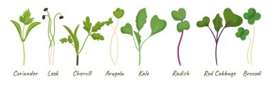 Mikroyeşillik tohumları koleksiyonu. Kişniş, pırasa, Chervil, Arugula ya da Kale, Turp, Kırmızı Lahana ya da Brokoli filizleri beyaz arka planda izole edilmiştir. Sağlıklı Malzemeler Ayarlandı. Çizgi film Vektör İllüstrasyonu