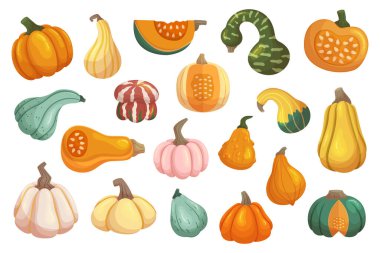 Farklı Vektör Kabakları, Sonbahar sezonunda oyma, pişirme ya da dekorasyon için mükemmel klasik turuncu kabak. Beyaz, Yeşil veya Çizgili Sonbahar Sebze, Şükran Günü ve Cadılar Bayramı Dekorasyonu