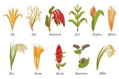 Mısır gevreği bitkileri yenilebilir tohumları için yetiştirilir, Staple yiyecek kaynağı sağlanır. Buğday, pirinç, mısır veya yulaf, arpa, Millet. Amaranth, Rye ve Sorghum, Quinoa veya Karabuğday. Çizgi film Vektörü Ayarları
