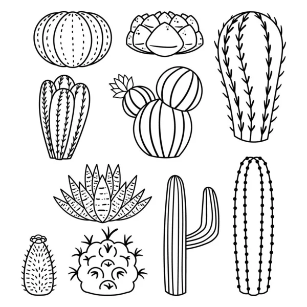 Lineární Ikony Kaktusů Jsou Jednoduché Elegantní Grafické Ztvárnění Kaktusových Rostlin — Stockový vektor