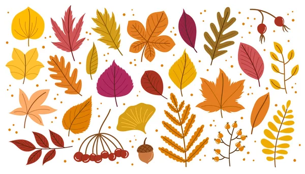 Folhas Outono Elementos Florais Conjunto Mostra Brilho Natureza Com Folhagem —  Vetores de Stock