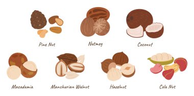 Fındık Koleksiyonu, Çam Fındığı, Nutmeg, Hindistan Cevizi, Macadamia Cevizi ve Mançurya Cevizi, Fındık ya da Kola Fındığı Çekirdekleri Beyaz Arkaplanda İzole Edildi. Çizgi film Vektör İllüstrasyonu, Simgeler Ayarlandı