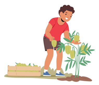 Tarımsal tarla çizgi film sahnesinde çiftçiliğin tadını çıkaran yeşil biber hasadını toplayan sevimli çocuk karakteri. Mevsimsel ürün vektörü illüstrasyonu yetiştiren ve toplayan küçük tarımcı