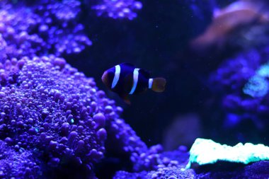 Akvaryumdaki renkli palyaço balığı.