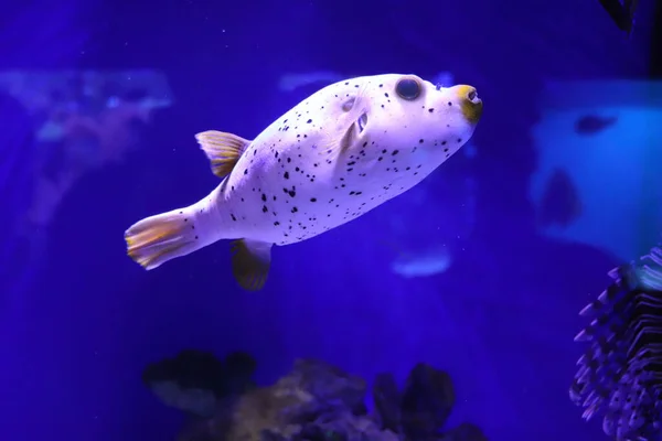 Λιχουδιά Στην Ιαπωνία Puffer Fish Pufferfish Ενυδρείο — Φωτογραφία Αρχείου