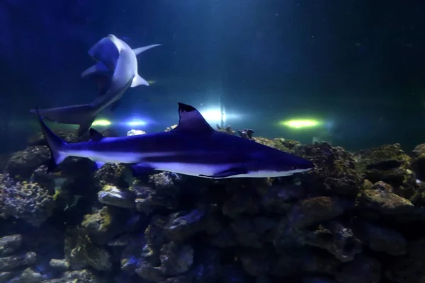Pequenos Tubarões Nadam Aquário Iluminado — Fotografia de Stock