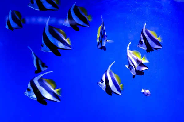 Χρωματιστά Ψάρια Της Θάλασσας Ένα Μεγάλο Ενυδρείο Φωτισμό — Φωτογραφία Αρχείου