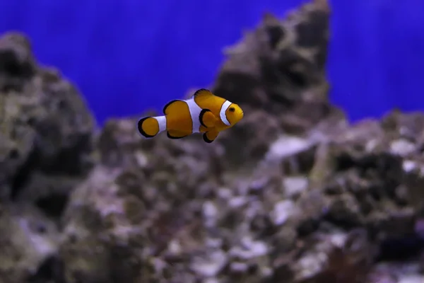 有光的水族馆里的彩色小丑鱼 — 图库照片
