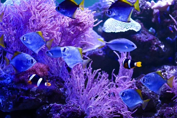 Pesci Pagliaccio Colorati Acquario Con Illuminazione — Foto Stock