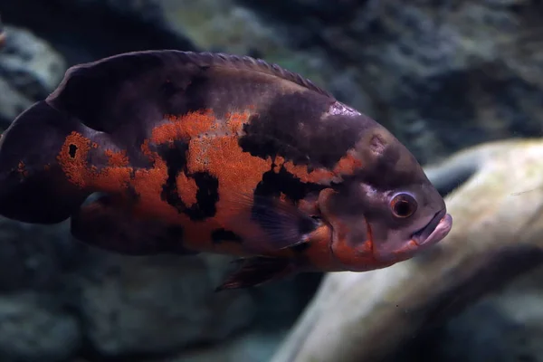Barevné Mořské Ryby Velkém Akváriu Osvětlením — Stock fotografie