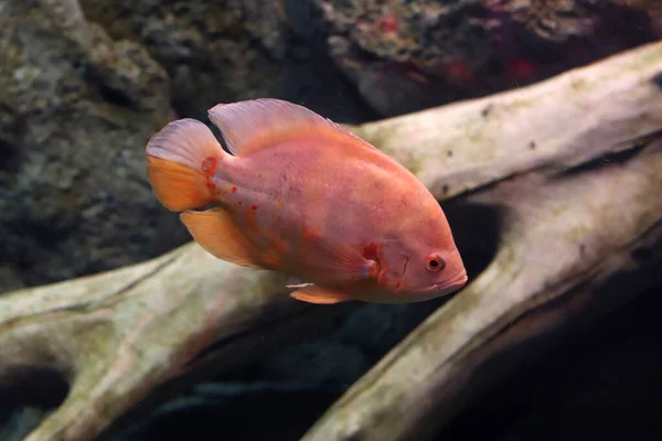 Farbige Meeresfische Einem Großen Aquarium Mit Beleuchtung — Stockfoto