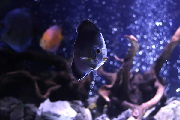 有光的大型水族馆中的有色海鱼 — 图库照片