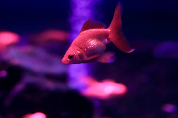 有光的大型水族馆中的有色海鱼 — 图库照片