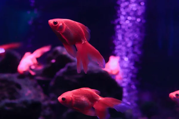 Цветные Морские Рыбы Большом Аквариуме Освещением — стоковое фото