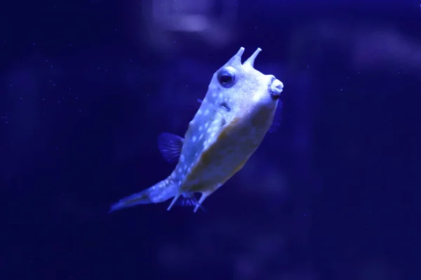 Gekleurde Zeevissen Een Groot Aquarium Met Verlichting — Stockfoto