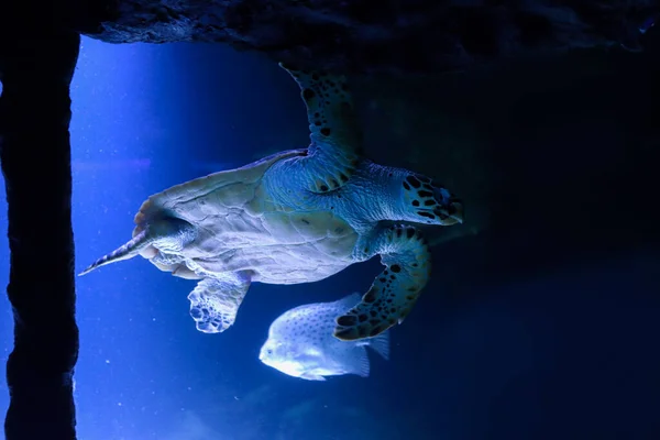 Μεγάλη Θαλάσσια Ωκεάνια Χελώνα Ένα Φωτισμένο Ενυδρείο — Φωτογραφία Αρχείου
