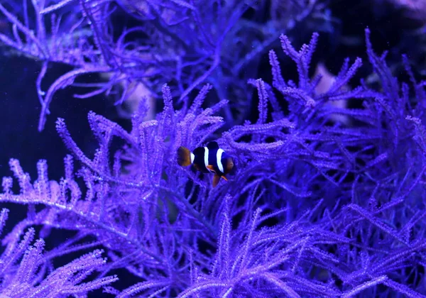 Цветная Рыба Клоун Аквариуме Освещением — стоковое фото
