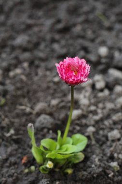 Kasımpatı parlak pembe çiçek. Kırpma yolu ile beyaz izole arkaplan üzerinde. Gölge falan yok. Bahçe çiçeği. Doğa
