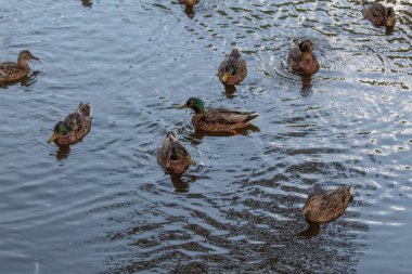 Weiz Creek 'teki ördekler Avusturya' dan