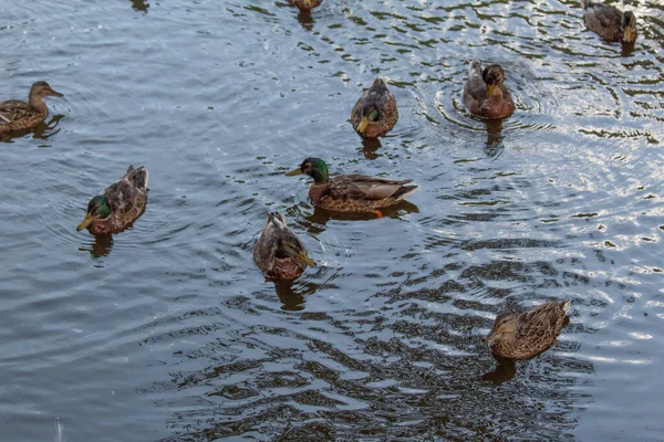 Weiz Creek 'teki ördekler Avusturya' dan