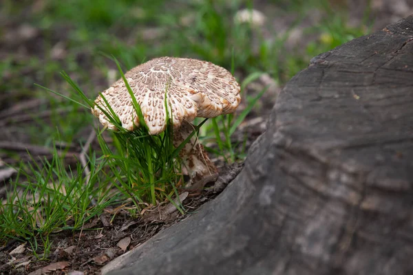 Mushrooms Wood Forest Wild Mushrooms Tree Stump Live Absorbing Plant — Stock Photo, Image