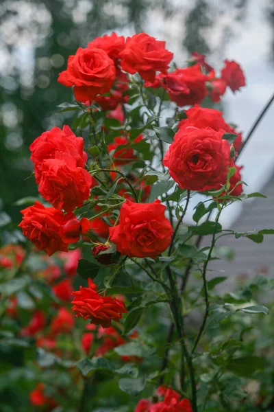 バレンタインデー 母の日 夏や愛のカードのための庭に咲く春の美しいバラ — ストック写真