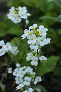Mountain Rock Cress Schneehaube, Latince adı Arap alpina subsp. Kafkasya Schneehaube Arabis