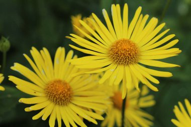 Sarı papatya çayı, bahçede çiçek ve sebze bahçesi. Çiçek yetiştirme.