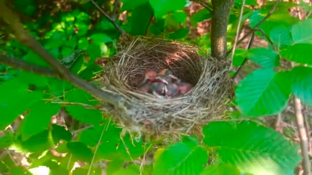 Nest Small Chicks Bushes — Stok video