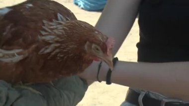 Bir kız kollarında tavuk tutuyor.