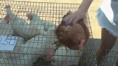 Bir kız tavuğu eliyle okşar.