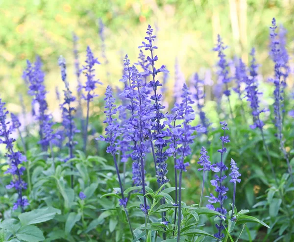 Mavi Salvia (salvia farinacea) bahçede açan çiçekler... bahçede mor çiçekler