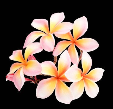 Pembe Plumeria, arka planda Frangipani çiçekleri