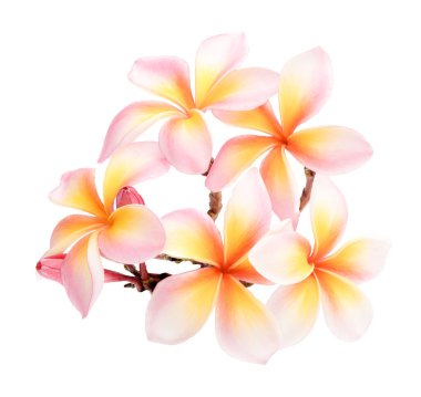 Pembe beyaz tesisat, beyaz arka planda izole edilmiş frangipani çiçekleri. Hawaii çiçekleri çok tatlı görünüyor