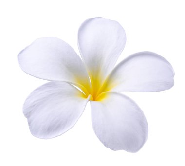 Plumeria ve Frangipani çiçekleri beyaz arka planda izole edilmiş.