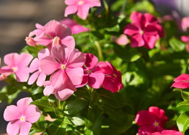 Catharanthus Roseus veya Vinca çiçeği, pembe, bahçede Vinca çiçeği.