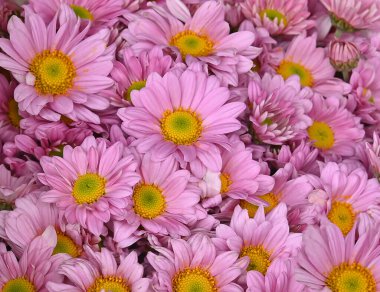 Pembe kasımpatı ile Macro fotoğrafı. Güzel pembe kasımpatılar . 