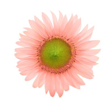 fantasy lowers blooming against a bright sky,Sunflowers on  twhite background. photo premium PSD.