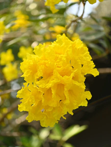Krásná Žlutá Květy Zahradě Stříbrná Trubka Strom Zlatý Strom Stříbrná — Stock fotografie