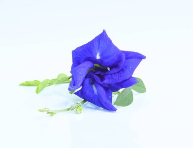 Beyaz arka planda Kelebek bezelye çiçeğine yakın durun. Mor çiçekler sağlığa iyi gelen antioksidan içerir..