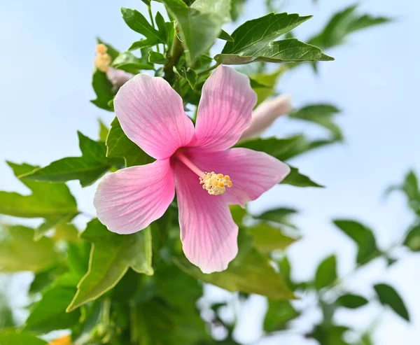 beautiful pink hibiscus flowers in nature Flower leaves and hibiscus in the garden