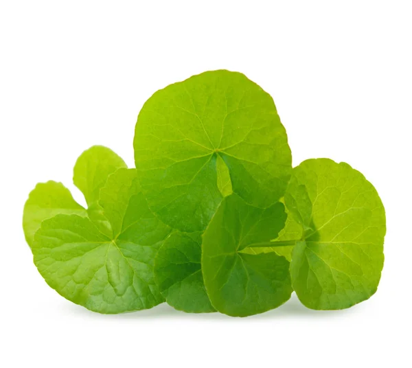 Centella asiatica, Asya Pennywort, (Centella asiatica (Linn.) Şehir.) beyaz arkaplan.